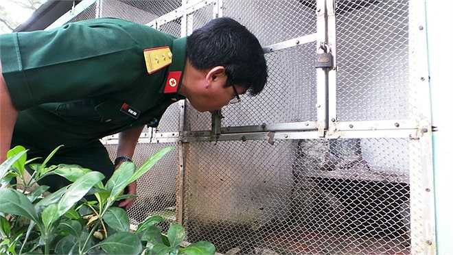 Trung tá Lương cho biết: 'Từ ngày được đưa về đến nay, các chuyên gia và nhân viên của trại Đồng Tâm đều bắt rắn ra lau rửa vết thương, bôi thuốc sát trùng, tiêm kháng sinh, thuốc bổ và... đút cho nó ăn'.