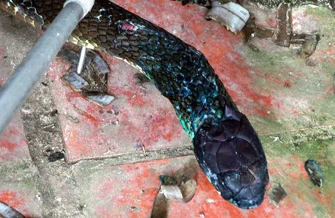 Cũng theo vị chuyên gia, sỡ dĩ mỗi ngày các nhân viên của trại phải đưa mồi tận miệng rắn như người lớn đút trẻ con vì nó còn yếu không thể tự ăn và không ăn được nhiều nên chế độ không giống những con hổ chúa khác . Đối với con rắn khủng này, lượng thức ăn được chia nhỏ ra làm 7 phần, được đút vào chiều tối hàng ngày. Do nó là động vật hoang dã, hung dữ nên việc chăm sóc gặp nhiều khó khăn và nguy hiểm.