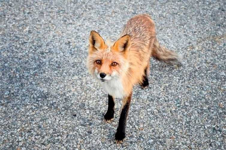 Một con chó mà Berquist gặp trên đường, và cô đã đi cùng nó một đoạn.