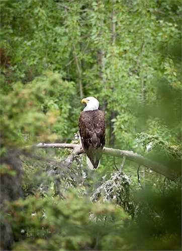 Một con đại bàng mẹ đang trông chừng con ở Whitehorse, Yukon.