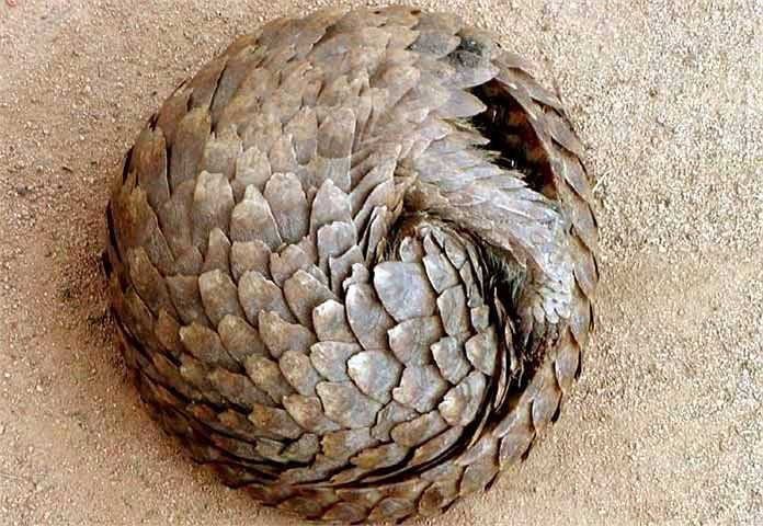 Khi bị tấn công, tê tê có một khả năng đặc biệt là cuốn tròn (như hình) để tránh bị các loài động vật ăn thịt gặm xuyên qua bộ vỏ cứng