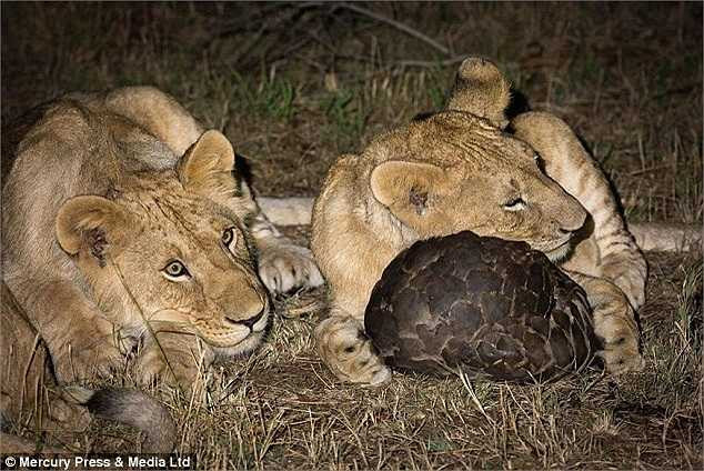 Con tê tê này tạo ra hình dáng giống một quả bóng rất cứng và làm cho đàn sư tử gặp khó khăn trong việc ăn thịt