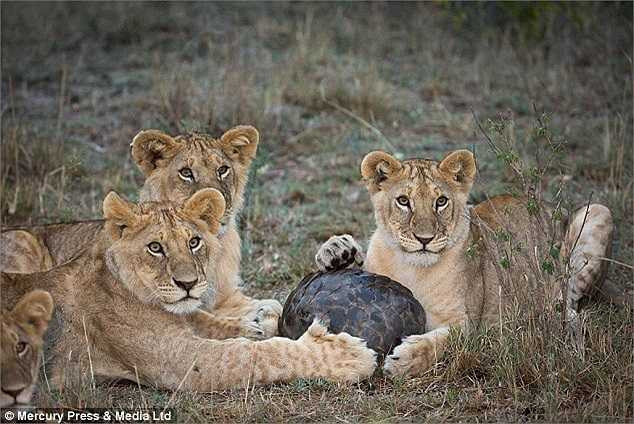 Cả đàn sư tử đang loay hoay tìm cách xuyên thủng lớp vỏ