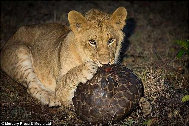 Nhưng vẫn không có kết quả