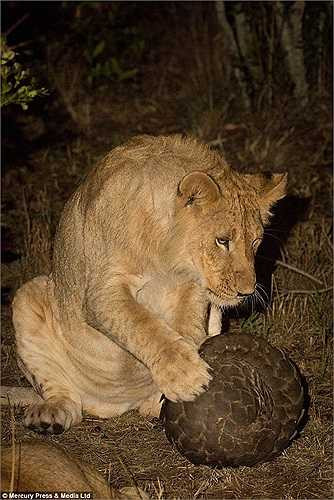 Vẻ mặt thất vọng của con vật khi phải vứt bỏ miếng mồi của mình