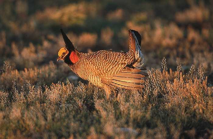 Gà gô Gunnison được mệnh danh là ‘vũ công’ điệu nghệ của họ hàng nhà gà, bởi chúng có điệu nhảy tuyệt đẹp khi quyến rũ nhau.