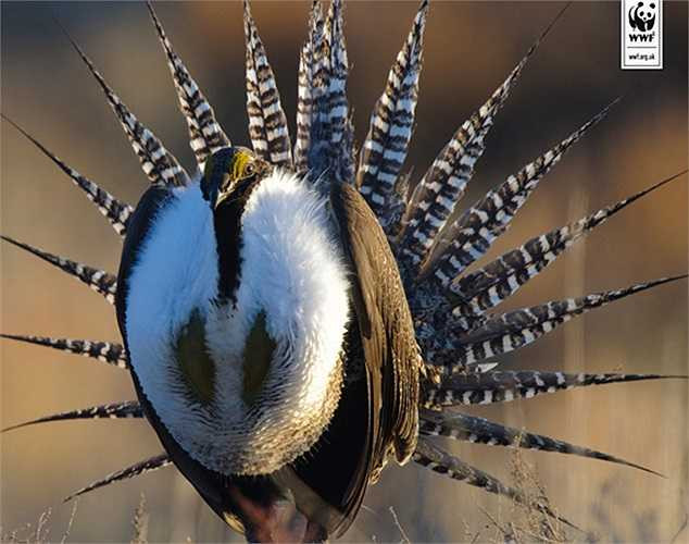 Loài gà ‘thiên thần’ này mới được các nhà khoa học nghiên cứu và mô tả cụ thể vào năm 2000.