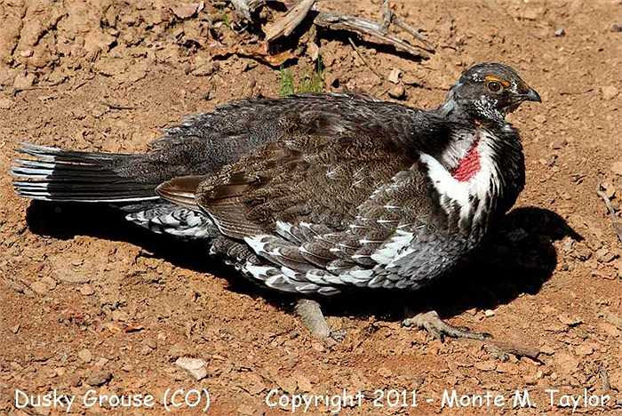 Chúng giao phối quanh năm. Mỗi khi xuất hiện trước bạn tình những chú gà trống Gunnison lại trở nên đẹp đẽ vô cùng.