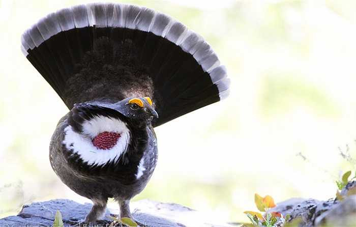 Chúng uốn những chiếc lông đuôi một cách điệu nghệ, không quên dựng chiếc vương miện trên đầu và thổi phồng hai túi khí ở ngực để quyến rũ bạn tình.