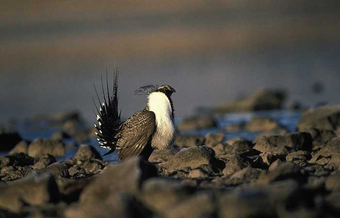 Không chỉ vậy, các chú gà gô Gunnison còn phát ra những âm thanh lạ thường, vang vọng khắp nơi để thu hút con mái.