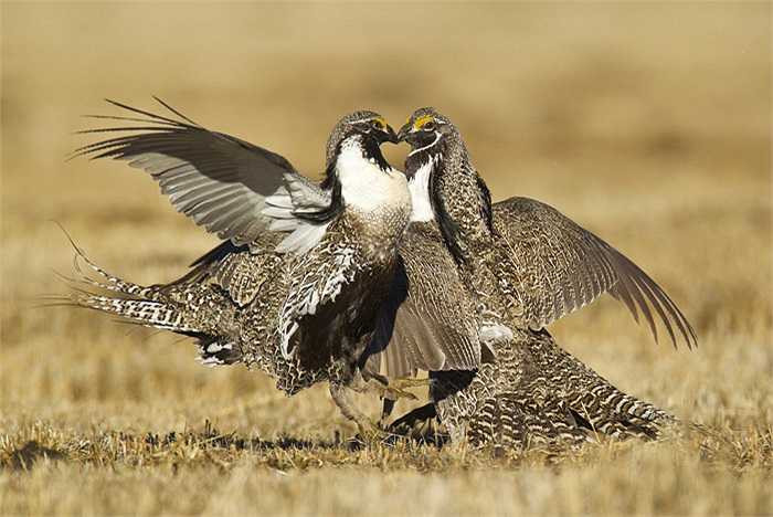 Trông chúng chẳng khác gì những vũ công điệu nghệ.