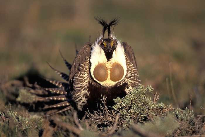 Những chàng gà gô Gunniso to lớn, có những màn ‘chào hỏi’ ấn tượng nhất sẽ được các cô nàng Gunnison lựa chọn để gửi gắm giống nòi.