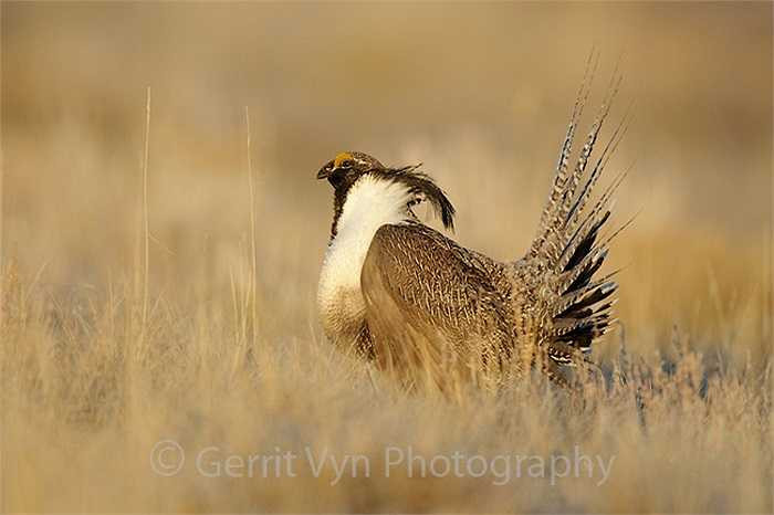 Sau 25 – 27 ngày được gà mẹ ấp ủ, các chú gà gô Gunniso con sẽ mổ vỏ chui ra ngoài.