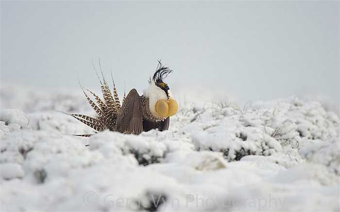 Các chú gà con có thể bay khi được 5 – 6 tuần tuổi và thực sự sống độc lập khi chúng được từ 10 – 12 tuần tuổi.