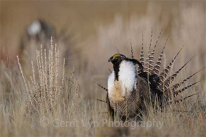 Vì có diện mạo vô cùng lộng lẫy, những chú gà gô Gunniso được giới chơi sinh vật cảnh dùng làm vật nuôi trong nhà.