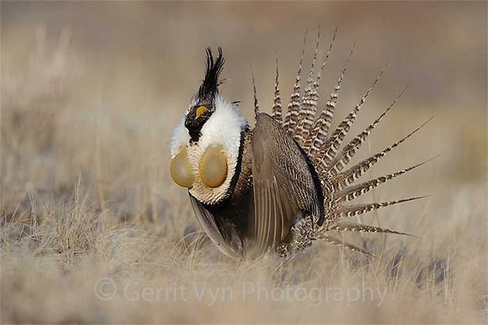 Chúng bị con người săn bắn làm thực phẩm như một món ăn bổ dưỡng.