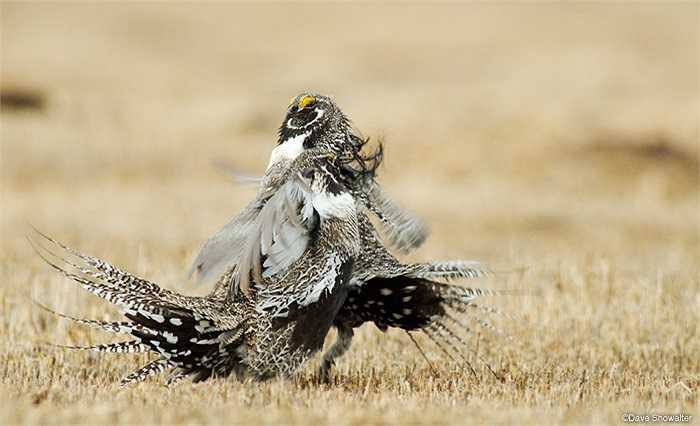 Môi trường sống bị thu hẹp cũng khiến loài gà này đứng trước nguy cơ tuyệt chủng. Hiện chúng được xếp loài có nguy cơ tuyệt chủng cao nhất thế giới.