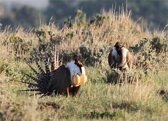 Chúng thường chọn nơi có nhiều bụi cây ngải đắng, đồng cỏ hoặc cây bách xù (Juniperus) làm tổ cư trú.