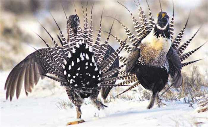 Bộ máy tiêu hóa của loài gà này rất yếu, nên chúng không thể tiêu hóa các chất khó tiêu như những loài gà khác.