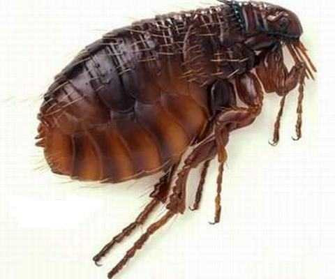 'Cái chết đen' từ bọ chét, làm sao diệt?