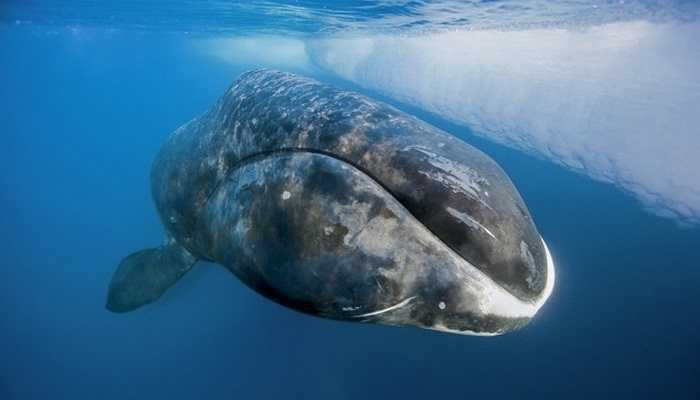 Loài động vật có vú lớn nhất trên thế giới và cũng là loài sống rất lâu với tuổi thọ có thể lên đến 211 năm. Năm 2007, một con cá nhà táng đã bị chết do bị súng săn cá voi của con người bắn trúng. Con cá này sau đó được xác định là đã 130 tuổi