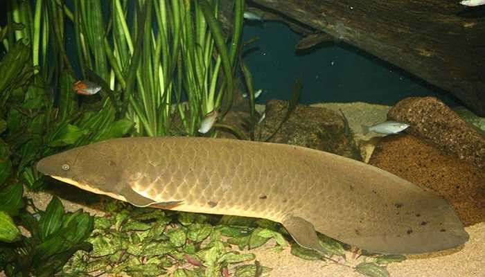 Một trong những loài động vật cổ xưa nhất trên thế giới. Đây là loài vật có thể sống trên cạn lâu nhất trong những loài cá, chúng tự chôn mình dưới cát để tránh sự khô hạn 