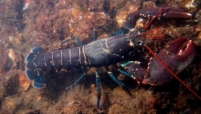 Càng già đi thì tôm hùm càng to lên. Đến 100 tuổi, nó có thể có kích cỡ ngang bằng với chó nhà. Nhưng cũng chưa thể giải thích được vì sao tôm hùm gần như không thể chết trong vài trăm năm. 