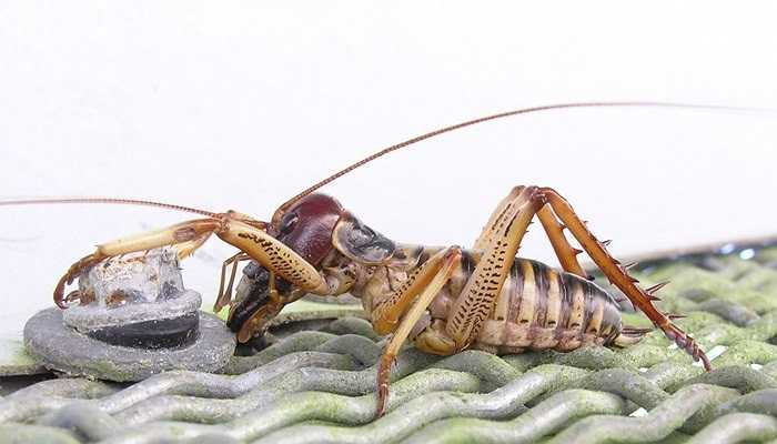 Người ta thường gọi loài dế Weta khổng lồ này là loài 'bọ ma'. Sở dĩ loài vật này có thể sống lâu là do nó có thể tiết ra 1 loại protein bao bọc cơ thể và sống trong vỏ bọc đó một khoảng thời gian dài. 