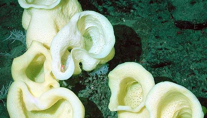 Loài sinh vật này giống như bọt biển, nó có thể sống tới hàng nghìn năm. Chính vì thế, các nhà khoa học trích nước từ cơ thể để nghiên cứu về lịch sử 