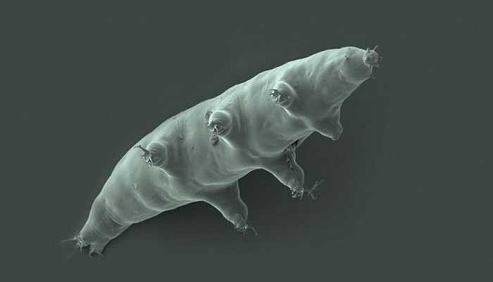 Trái ngược với tên gọi của mình, loài này không to như gấu và di chuyển không khó khăn như con gấu bình thường, nó nhỏ bé và bơi rất nhanh. Khả năng thích nghi đang kinh ngạc khi có thể sống ở nhiệt độ -273 độ C đã giúp gấu nước sống rất lâu 