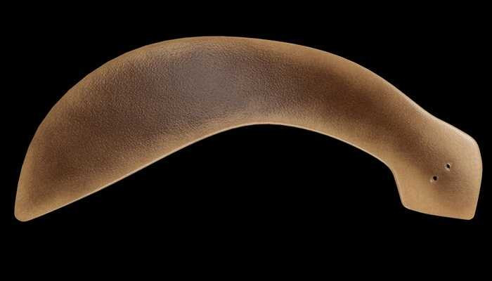 Giun planarian có khả năng tái tạo cơ thể rất nhanh. Thậm chí, nếu bị cụt đầu, loài giun này cũng sẽ nhanh chóng mọc lại. Điều này có được là nhờ có khả năng tự tái tạo enzyme để tránh được tuổi tác.