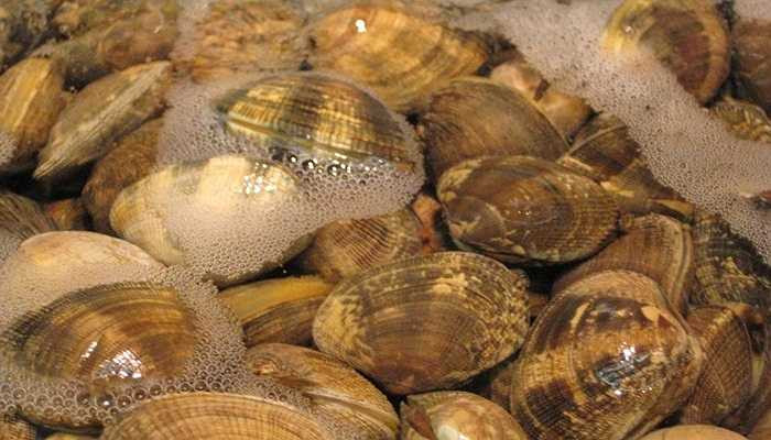 Khó ai nghĩ rằng con nghêu có thể sống được hơn 500 năm. Các nhà khoa học khẳng định, nghêu có thể sống dưới nước sâu trong thời gian 150 năm 