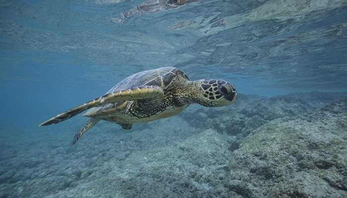 Không phải ngẫu nhiên mà các 'cụ rùa' khổ sở vác trên mình bộ mai dày và nặng nề. Bởi lẽ nhờ vào sự che chở của bộ mai rùa, chúng có thể sống được hàng trăm năm. 