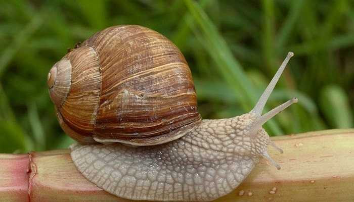 Ban đầu, loài sên Đông Phi chỉ có kích cỡ như những con sên thông thường. Nhưng sau này, nó có thể to đến khoảng 8 inch. Các nhà khoa học vẫn phải đau đầu tìm hiểu nguyên nhân loài vật này sống quá dai cho dù môi trường sống có bị ô nhiễm hay người ta cố tình phun thuốc trừ sâu để diệt chúng.