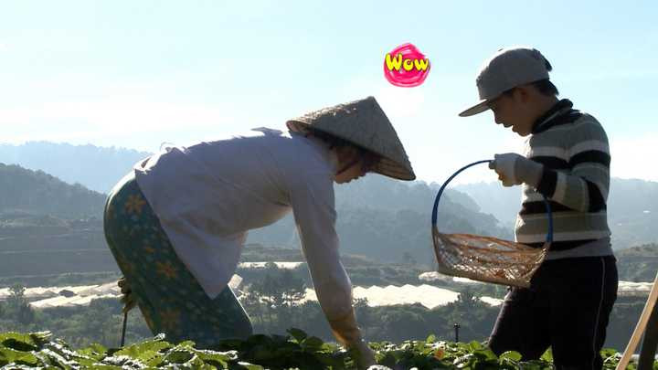 Nhiệm vụ dành cho các bé trong ngày thứ hai ở Lang Biang là hái dâu trong 30 phút. Trong lúc đó, các ông bố sẽ về nhà thu dọn hành lý và trở về điểm tập trung. Các bé hăng say lao động, thi nhau hái những quả dâu chín mọng với sự hướng dẫn của cô chủ vườn. 