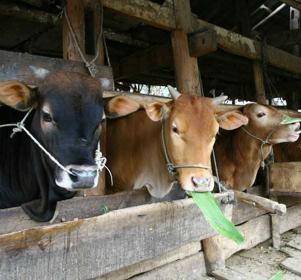 Bò Úc tràn lan, bò Việt bị bán vội sang Trung Quốc