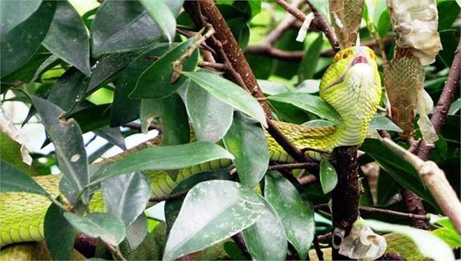 Rắn lục đuôi đỏ có tên khác là rắn lục đầu dồ vì phần đầu lớn hơn rất nhiều so với thân. Một con trưởng thành thường nặng hơn 300 gr, dài khoảng 60 cm. Thời gian gần đây, tình trạng loài bò sát này tấn công người xảy ra trên diện rộng tại các tỉnh miền Trung. Các bệnh viện tại Đà Nẵng, Quảng Nam, Quảng Ngãi, Phú Yên, Khánh Hòa đã cấp cứu cho hàng trăm người bị rắn lục đuôi đỏ cắn.