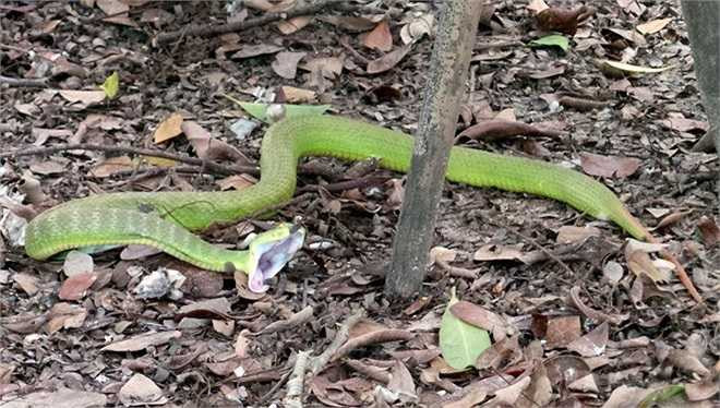 Tại TP.HCM, theo thống kê của bệnh viện Chợ Rẫy, tính từ tháng 12/2013 - 12/2014 đã tiếp nhận 779 ca nhập viện do rắn cắn, trong đó nạn nhân của rắn lục đuôi đỏ là 492 người.