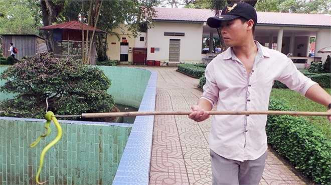 Theo Trung tá Vũ Ngọc Lương - Chuyên gia nghiên cứu rắn của trại Đồng Tâm (Tiền Giang) - việc người dân bị rắn đầu dồ cắn tăng cao là do loài này sống gần với con người hơn những loài có nọc độc khác. Tuy nhiên nọc của chúng không nguy hiểm như hổ mang đất, hổ mang chúa, cạp nong, cạp nia hay rắn biển. Trong ảnh: Chuyên gia trại Đồng Tâm bắt rắn lục đuôi đỏ đưa đi lấy nọc.