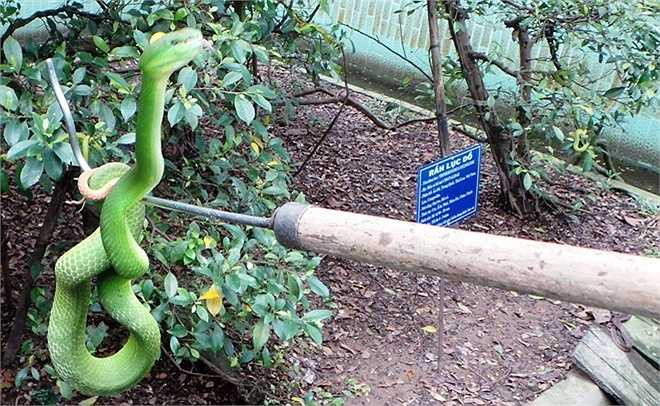 'Hiện tại Việt Nam đã sản xuất được huyết thanh chữa rắn cắn, nên việc điều trị thương tích do loài này gây ra không khó khăn. Các nạn nhân bị cắn chuyển biến nguy hiểm đến tính mạng là do sơ cứu không đúng cách và chậm chuyển đến bệnh viện', Trung tá Lương cho biết. Trong ảnh: Một con rắn lục đuôi đỏ thủ thế tấn công khi bị chạm vào.