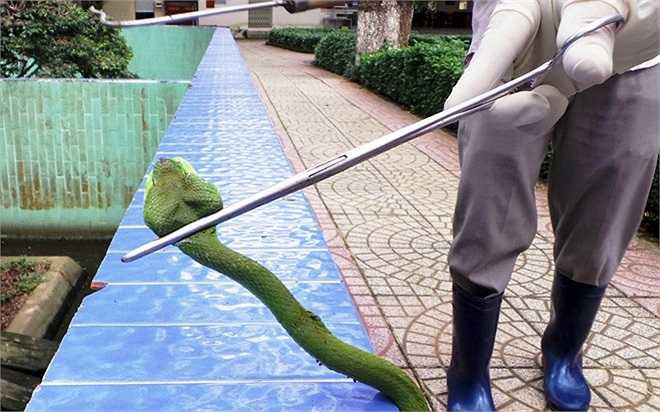 Trại Đồng Tâm đang nuôi hàng ngàn con rắn lục đuôi đỏ để lấy nọc làm huyết thanh và làm thức ăn cho hơn 100 con rắn hổ mang chúa đang được chăm sóc, bảo tồn tại đây. Trong ảnh: Chuyên gia dùng kẹp nhỏ cố định đầu rắn lục đuôi đỏ.