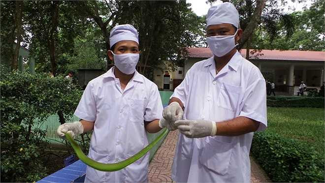 Đối với rắn lục đuôi đỏ, chỉ có con trưởng thành, có sức khỏe, cân nặng.... đáp ứng tiêu chuẩn mới được lấy nọc. 