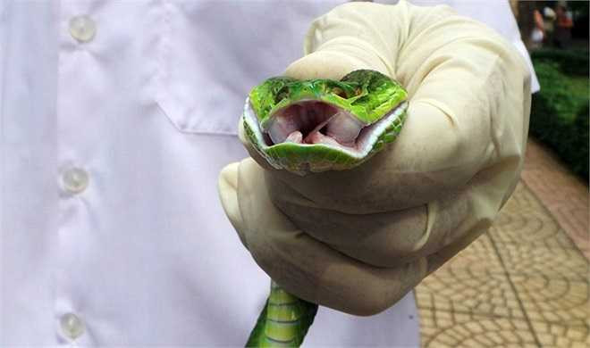 Theo các chuyên gia của trại, mỗi loại rắn độc đều có tiêu chuẩn riêng cho việc lấy nọc làm huyết thanh và sản xuất thuốc. Đối với rắn hổ mang chúa phải đủ 2 tuổi, nặng trên 2 kg; còn rắn hổ mang đất phải trên 1 tuổi và nặng hơn 0,5 kg.