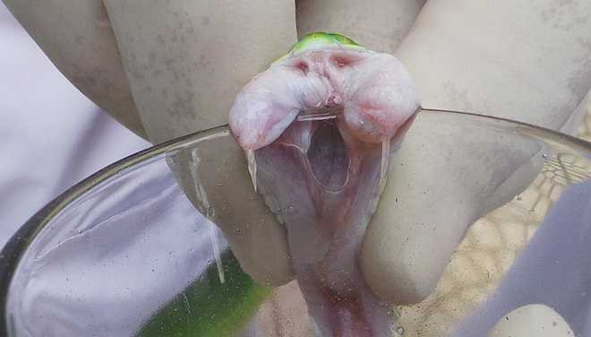 Các chuyên gia áp miệng rắn vào ly để nó phóng nọc vào bên trong. Hai chiếc răng của rắn lục đuôi đỏ rất dài. Khi cắn vào thành ly, nọc sẽ theo răng chảy ra. Lúc loài này mang thai, nọc của chúng độc hơn nhiều so với bình thường. Một lần lấy nọc diễn ra chưa đầy 1 phút/con.