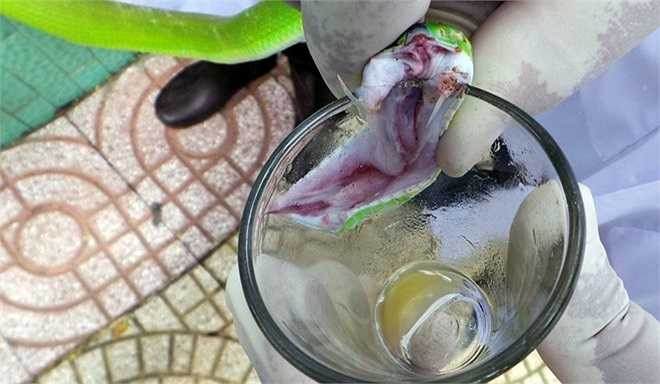 Lượng nọc độc mỗi lần thu chỉ vài ml/con. Chúng sẽ cho nọc theo chu kỳ 3 tháng/lần, mỗi năm 4 lần. 