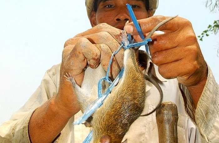 Anh Lê Văn Phương, ở xã Đông Thắng, huyện Cờ Đỏ, thành phố Cần Thơ, cùng chú chó và 4 người bạn đang đi đào chuột ngoài đồng cho biết, đang vào mùa chuột, từ sáng tới chiều các anh bắt khoảng 10-15 kg/ngày, nhưng bữa nay lại bắt gần 20 kg chuột có thể bán gần 1 triệu đồng. 