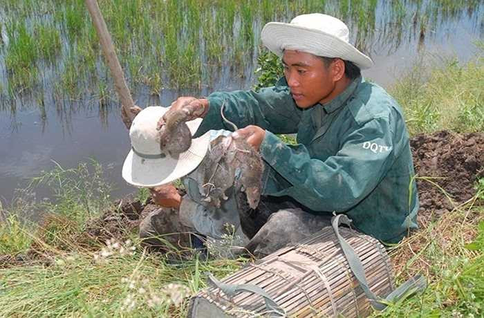 Những con chuột đồng vừa được người đi săn đào bắt ra từ trong hang. Trung bình một hang người săn sẽ bắt từ 1-10 con (tùy hang chuột ở nhiều hay ít).