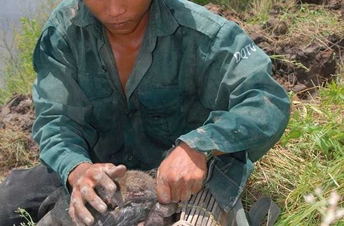 Theo những tay săn chuột chuyên nghiệp, thường săn chuột kiểu đào hang đa phần bắt chuột sống, bẻ răng không cho chúng cắn với nhau và đồng thời cũng không cắn người bắt. Khi mang bán cho thương lái giá sẽ cao.
