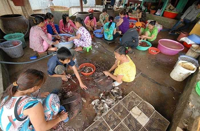 Chợ chuột Phù Dật ở xã Bình Long, huyện Châu Phú (An Giang) được xem là lớn nhất miền Tây. Đây là điểm tập kết tiêu thụ chuột đồng trong nước và cả từ Campuchia mang qua bán.