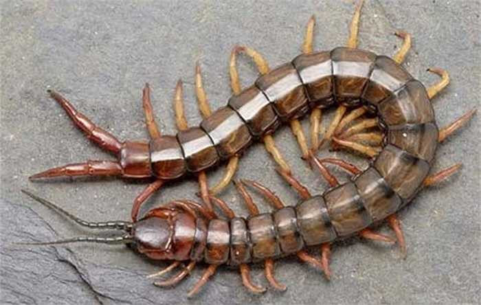 Chính vì vậy mà giá rết cũng đắt hơn. Mỗi con rết lớn từ 40.000 -50.000 đồng, chủ yếu bán cho những người mua để ngâm rượu thuốc.